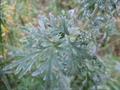 absinthium